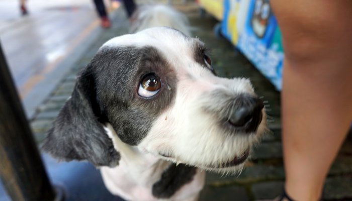 遇到狂犬病怎么辦？看這里！